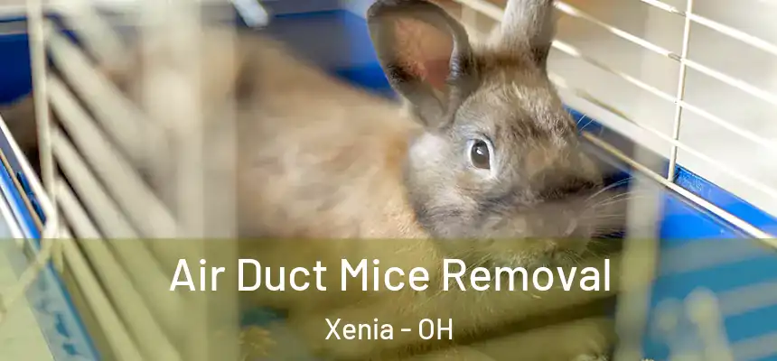 Air Duct Mice Removal Xenia - OH